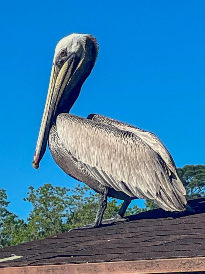 Kingwood Cottage - 10 Mins From Iah - Lake Front همبل المظهر الخارجي الصورة
